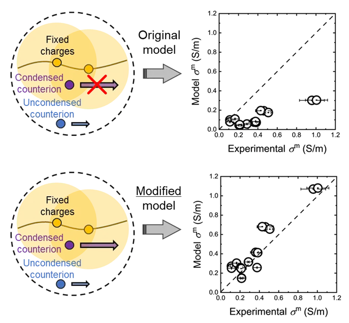 Our Study Investigating The Mobility Of Condensed Counterions In Ion Exchange Membranes Has Been Published In Environmental Science & Technology!.png