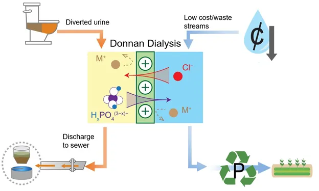 Our Study On The Recovery Of Orthophosphate From Diverted Urine Using Donnan Dialysis Has Been Published In Water Research!.png